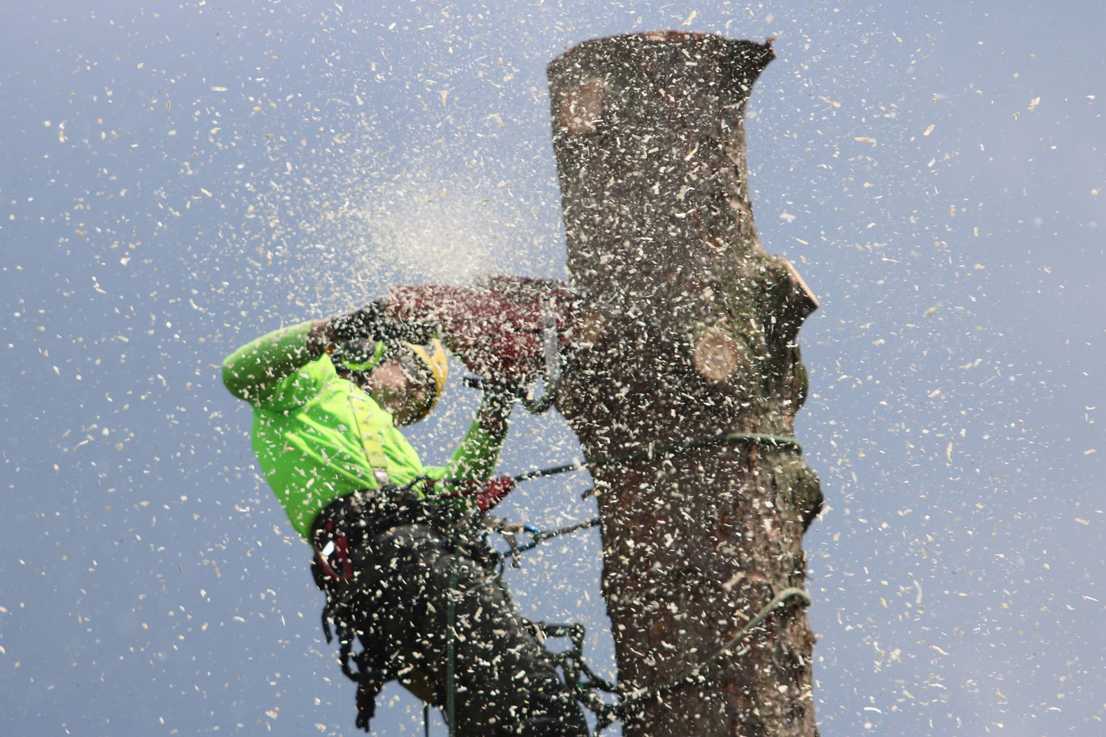 Tree services